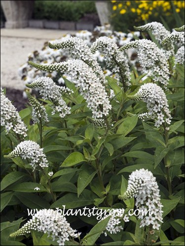 The nodding inflorescence (raceme) of this Lysimachia.
